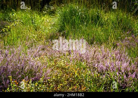 Heather floraison dans la forêt Banque D'Images