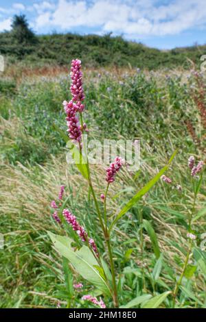 Redshank (Persicaria maculosa) fleurit par un ruisseau marécageux à travers les dunes côtières de sable, Merthyr Mawr Warren NNR, Glamorgan, pays de Galles, Royaume-Uni, juillet. Banque D'Images