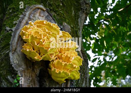 Un gros champignon jaune sur un tronc de chêne Banque D'Images