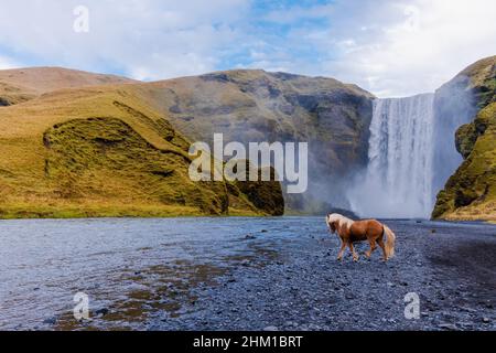 Skógafoss cascade avec un cheval islandais en Islande, une merveille naturelle magique Banque D'Images