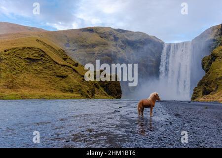 Skógafoss cascade avec un cheval islandais en Islande, une merveille naturelle magique Banque D'Images