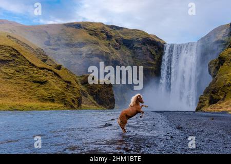 Skógafoss cascade avec un cheval islandais en Islande, une merveille naturelle magique Banque D'Images