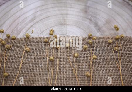 Composition à partir de matériaux naturels. Toile de jute et bois. Brins de lin sec avec gousses de graines sur toile de jute. Anneaux annuels sur la texture du bois. Vue de dessus, espace de copie. Banque D'Images