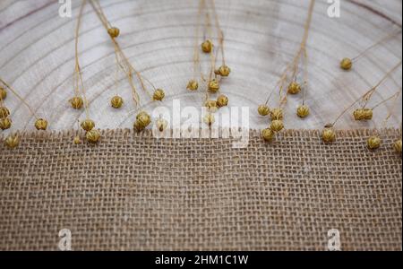 Composition à partir de matériaux naturels.Toile de jute et bois.Brins de lin sec avec gousses de graines.Anneaux annuels sur la texture du bois.Vue de dessus, espace de copie, éco-concep Banque D'Images