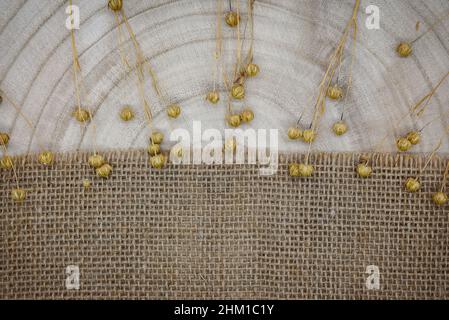 Composition à partir de matériaux naturels.Toile de jute et bois.Brins de lin sec avec gousses de graines.Anneaux annuels sur la texture du bois.Vue de dessus, espace de copie, éco-concep Banque D'Images