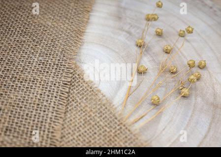 Composition à partir de matériaux naturels. Toile de jute et bois. Brins de lin sec avec gousses de graines. Anneaux annuels sur la texture du bois. Vue de dessus, espace de copie, concept ECO Banque D'Images