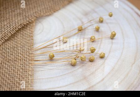 Composition à partir de matériaux naturels.Toile de jute et bois.Brins de lin sec avec gousses de graines.Anneaux annuels sur la texture du bois.Vue de dessus, espace de copie, éco-concep Banque D'Images