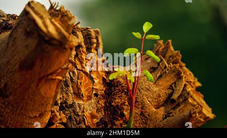 Pousse de la mousse sur la branche d'un arbre de moringa dans une forêt. Jeunes pousses sur le tronc de l'ancien arbre sauvage de pilon. Banque D'Images