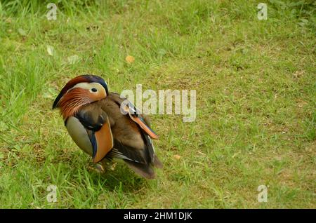 Le canard mandarin, Aix galericulata, se détend dans un pré Banque D'Images