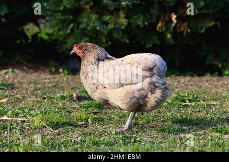 Un poulet sans queue.Arrière-plan de la nature. Banque D'Images