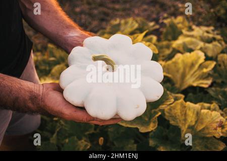 fermier cueillant des patypannes de courge sur une ferme biologique Banque D'Images