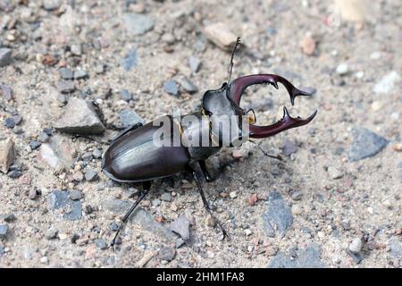 Gros plan d'un homme du dendroctone du cerf européen, Lucanus servus.Marcher sur le sol sous les chênes. Banque D'Images