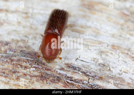 Ambrosia coléoptère, Xyleborus monographus sur bois.Agrandissement macro élevé. Banque D'Images