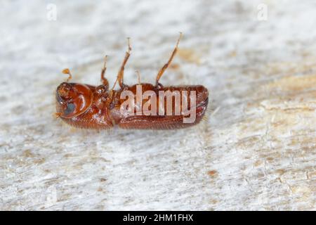 Ambrosia coléoptère, Xyleborus monographus sur bois.Agrandissement macro élevé. Banque D'Images