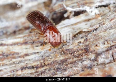 Ambrosia coléoptère, Xyleborus monographus sur bois.Agrandissement macro élevé. Banque D'Images