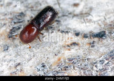 Ambrosia coléoptère, Xyleborus monographus sur bois.Agrandissement macro élevé. Banque D'Images