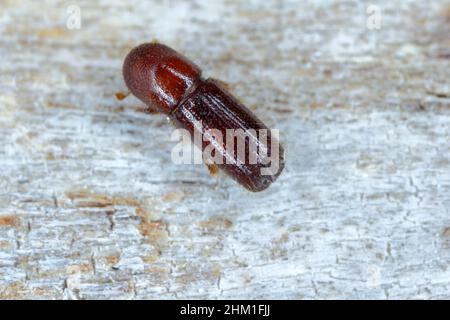 Ambrosia coléoptère, Xyleborus monographus sur bois.Agrandissement macro élevé. Banque D'Images