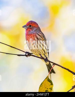 Portrait en gros plan coloré d'un Finch de maison sur une branche mince à la fin de l'automne. Banque D'Images