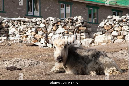 Yak blanc et gris qui est situé à l'extérieur de l'auberge dans l'himalaya népalais, région de l'Everest, Népal Banque D'Images