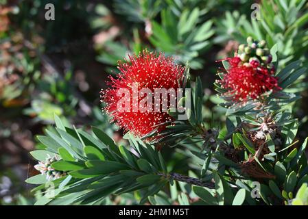 Gros plan d'un blamming scarlet botlebrush (callistemon) au soleil, photo de Funchal, Madère.Mise au point sur le premier plan. Banque D'Images