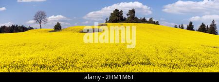 champ doré de la floraison colza, canola ou colza avec de beaux nuages sur le ciel - brassica napus - colza est une plante pour l'énergie verte et l'industrie de l'huile Banque D'Images