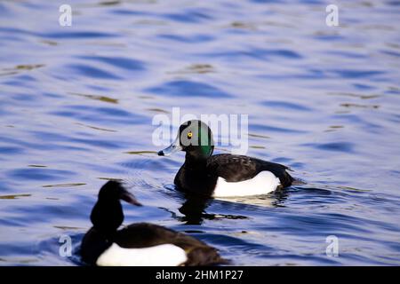 Fuligule morillon Banque D'Images