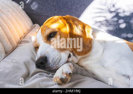 Chien adulte tricolore beagle sur un canapé dans une chambre lumineuse Banque D'Images