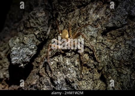 Gros plan d'une araignée huntsman sur bois la nuit dans le parc national de Little Desert, en Australie Banque D'Images