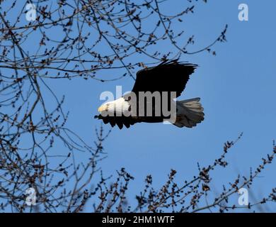 26 janvier 2022 : un aigle à tête blanche adulte retourne à la ligne des arbres avec un petit poisson niché dans ses talons après avoir pêché en eau libre sous le barrage de Canton, Missouri.Les pygargues à tête blanche en migration se rassemblent et se nourrissent surtout de merde à l'eau libre, juste en dessous des écluses et des barrages du Mississippi, au sud de Canton, Mo, le mercredi 26 janvier 2022.(Image de crédit : © Rob Dicker/ZUMA Press Wire) Banque D'Images