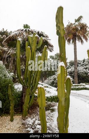 Cactus Saguaro couverts de neige à Belek.Rare neige d'hiver à Antalya, Turquie. Banque D'Images