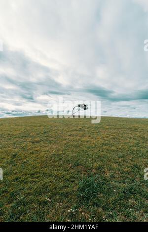 Un gros plan d'un arbre solitaire dans le milieu d'un pré avec des nuages géants sur lui et copier l'espace Banque D'Images