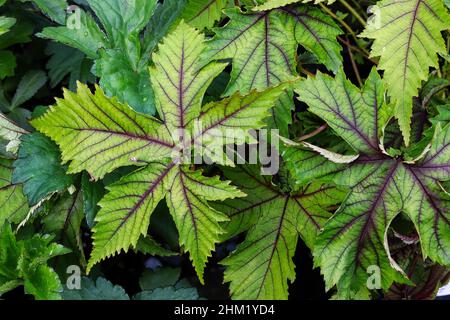 Gros plan des feuilles vertes et violettes sur une plante à moût Banque D'Images