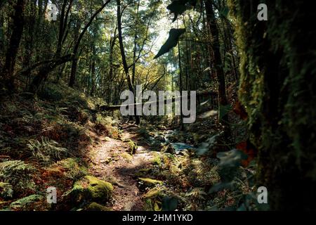 Un paysage coloré d'une forêt tropicale au cours d'une journée lumineuse avec des rayons du soleil et un espace de copie, avec une rivière et des feuilles colorées en automne Banque D'Images