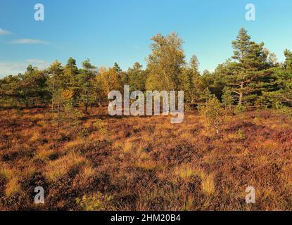 Couleurs d'automne dans la Moor Noire dans les montagnes Rhoen Allemagne lors D'Une belle Journée d'automne ensoleillé avec Un ciel bleu clair et quelques nuages Banque D'Images