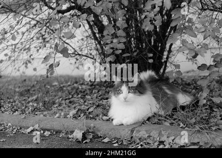 Photo en niveaux de gris d'un chat assis sur des feuilles du côté de la rue Banque D'Images