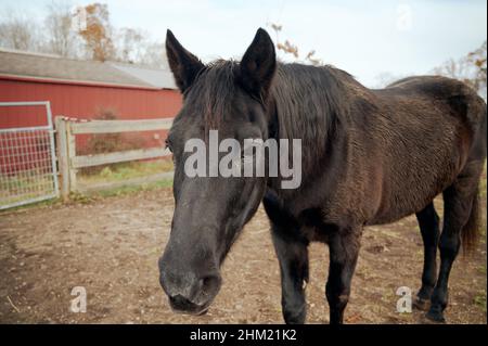 Beau portrait d'un cheval noir pose dans la ferme Banque D'Images