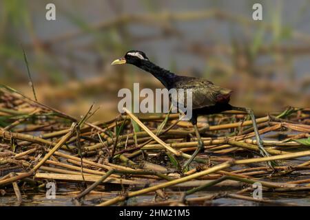 Photo de Jacana ailé de bronze marchant sur une eau remplie de branches avec fond flou Banque D'Images