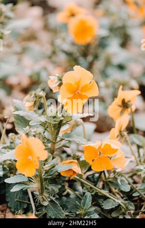 Un super gros plan d'une fleur d'orange qui fleurit au printemps Banque D'Images