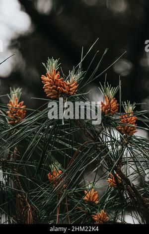 Les fleurs printanières fleurissent dans les arbres avec un arrière-plan super hors foyer Banque D'Images