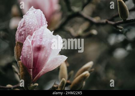 Un super gros plan fleur rose dans un arbre pendant le printemps avec espace de copie et des tons colorés Banque D'Images