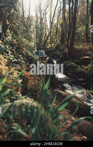 Une rivière qui coule à travers les arbres dans la forêt pendant une journée ensoleillée Banque D'Images