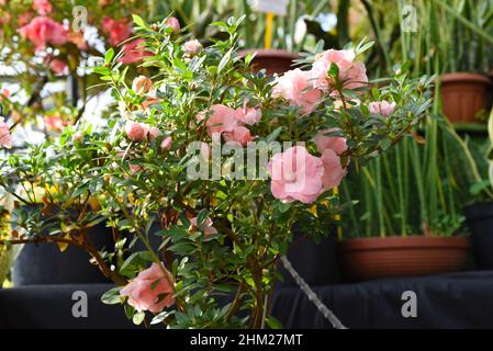 Fleurs azalées rose corail en croissance Banque D'Images
