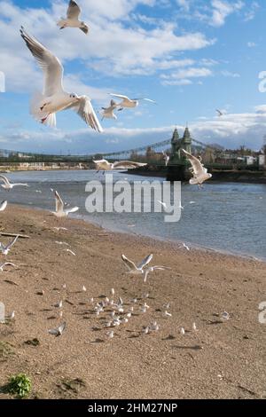 Mouettes sur la Tamise près du pont Hammersmith Banque D'Images