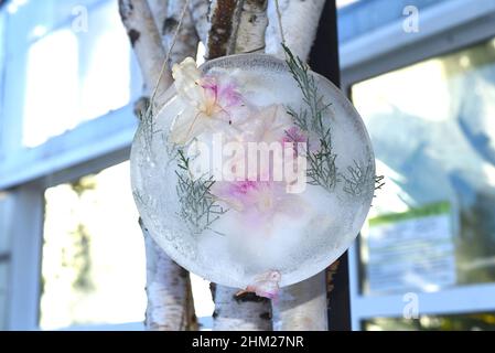 Fleurs congelées à l'intérieur de la glace Banque D'Images