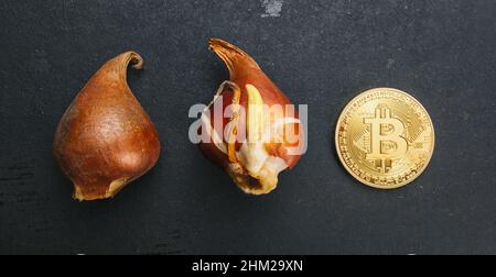 Golden Bitcoin coin pièce avec bulbes de tulipe - Tulip mania Financial Crisis concept image Banque D'Images