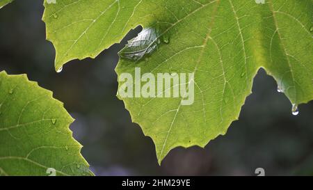 Un exemple de la texture décorative d'une feuille de vigne verte vue contre la lumière par temps pluvieux avec les gouttes d'eau sur une plante.L'elem naturel Banque D'Images