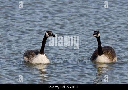 Bernache du Canada, Branta canadensis, honking Banque D'Images