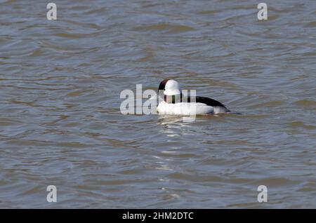 Bufflehead, Bucephala albéola, homme Banque D'Images