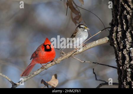 Cardinal du Nord, cardinalis cardinalis, mâle, et Bruant à gorge blanche, Zonotrichia albicollis Banque D'Images