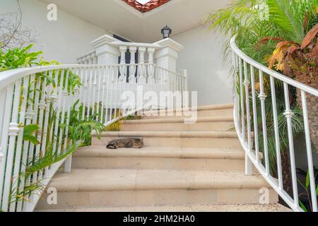 Chat endormi sur un escalier en béton à Oceanside, Californie Banque D'Images